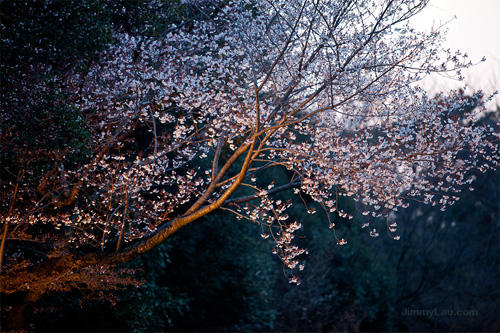 京都二条城夜櫻