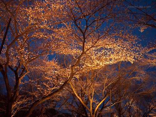 京都二条城夜櫻