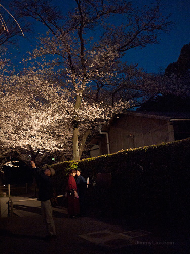 京都二条城夜櫻