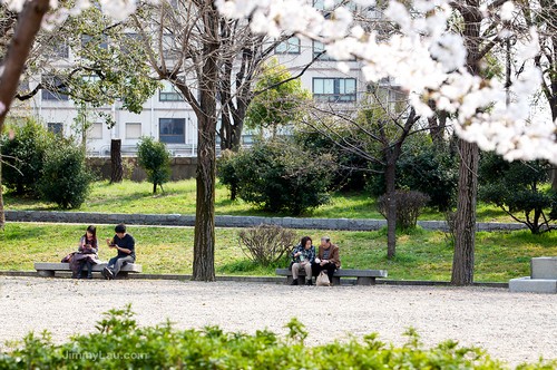 大阪城公園櫻花