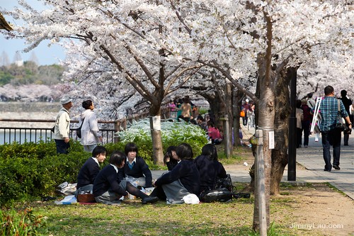 大阪城公園櫻花