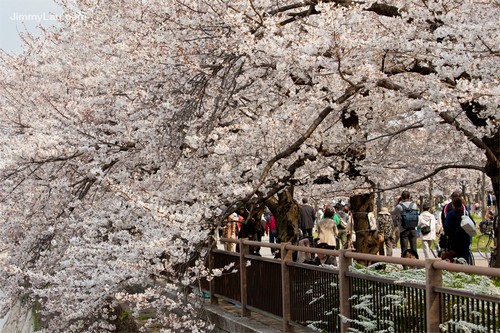 大阪城公園櫻花