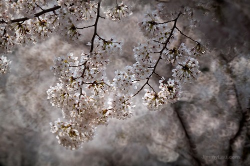 大阪城公園櫻花