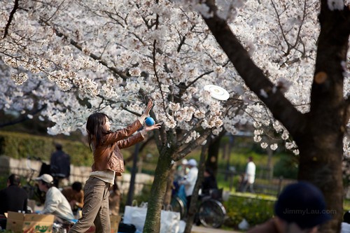 大阪城公園櫻花