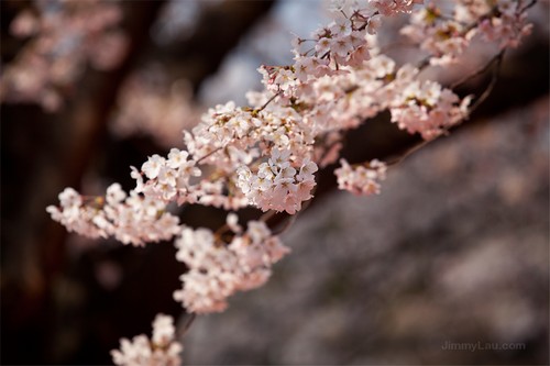 大阪城公園櫻花