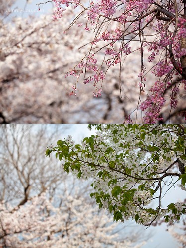 大阪城公園櫻花