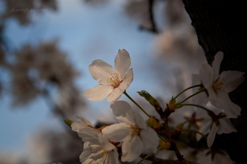 大阪城公園櫻花