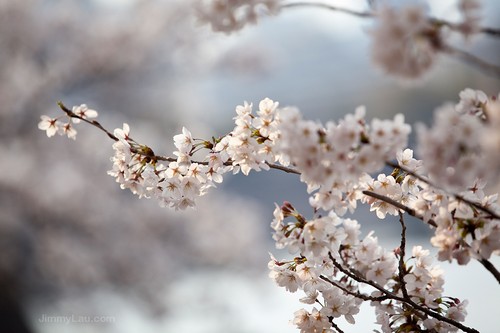 大阪城公園櫻花