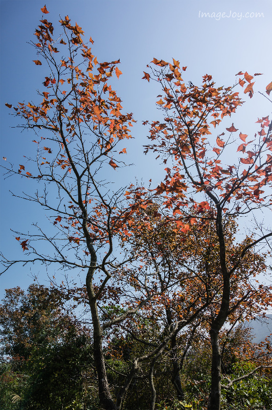 烏蛟騰紅葉