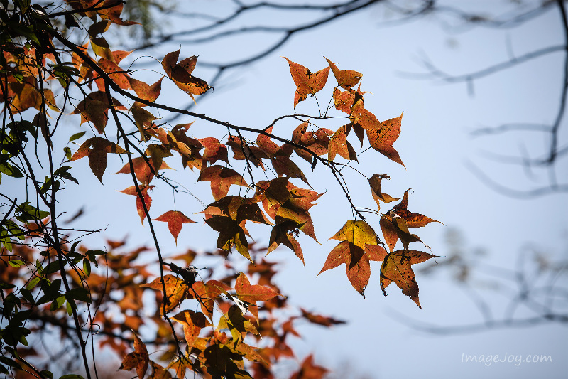 烏蛟騰紅葉