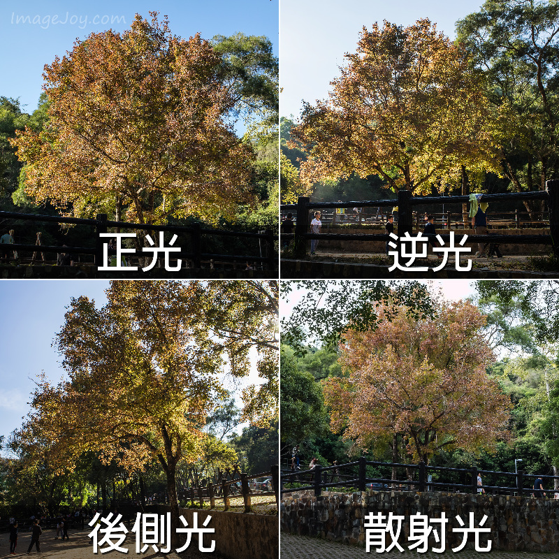 拍攝紅葉採光