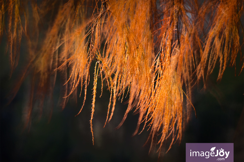 青衣公園紅葉