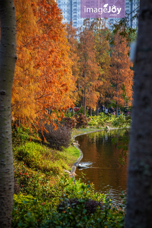 青衣公園紅葉