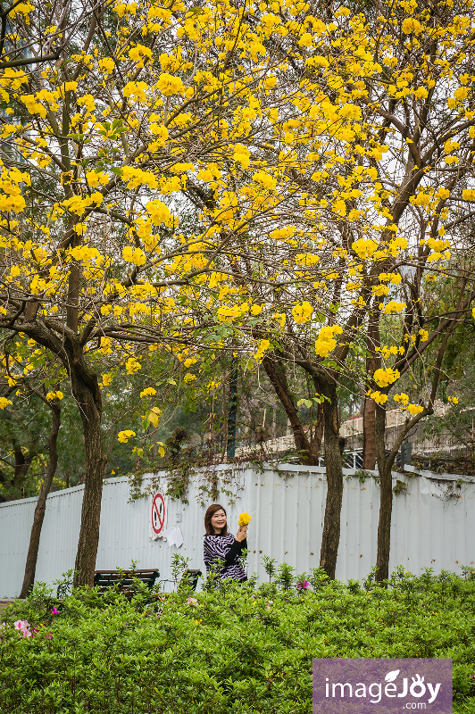 南昌公園風鈴木