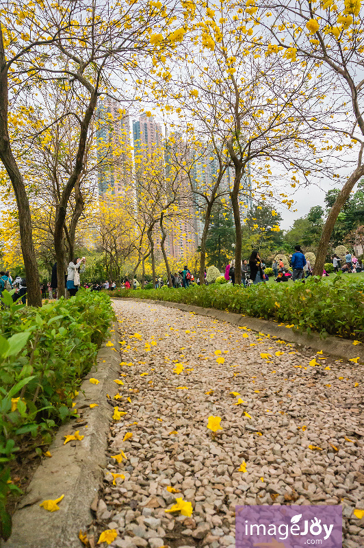 南昌公園風鈴木