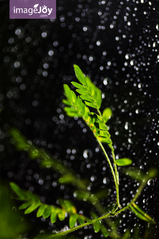 植物攝影