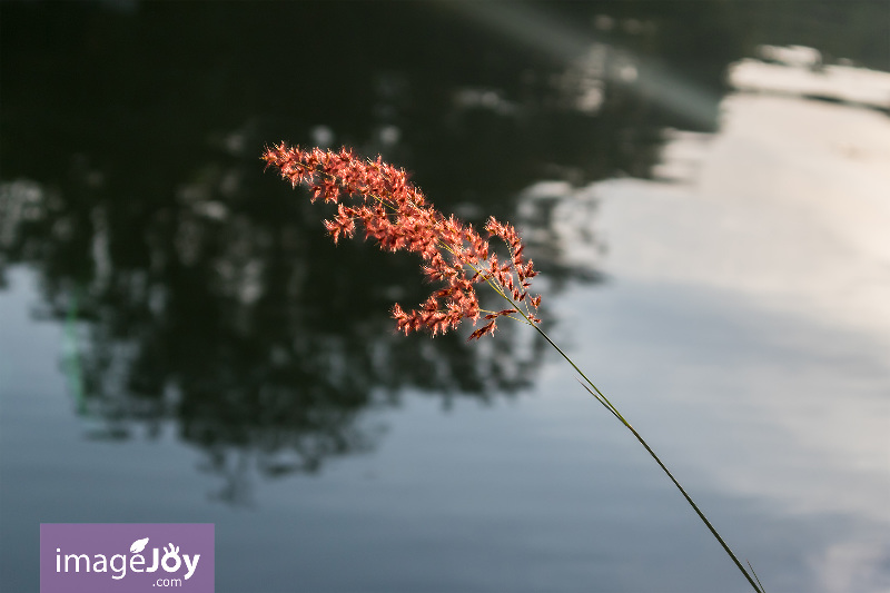 大埔林村河紅芒草