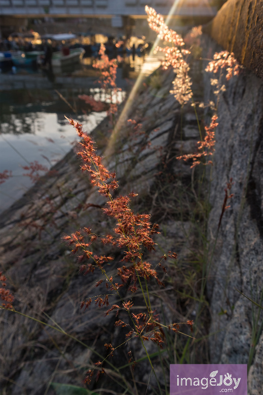 大埔林村河紅芒草