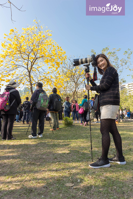 南昌公園黃花風鈴木