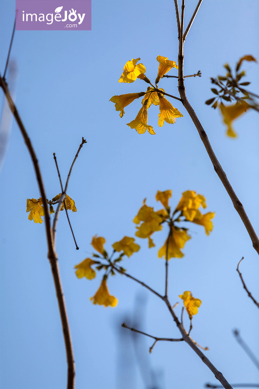 南昌公園黃花風鈴木