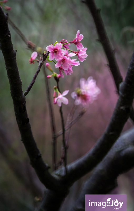 單車館公園櫻花