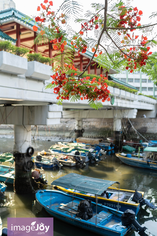 大埔鳳凰木